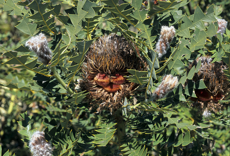 Banksia baxteri