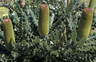 Banksia grandis