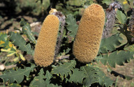 Banksia solandri