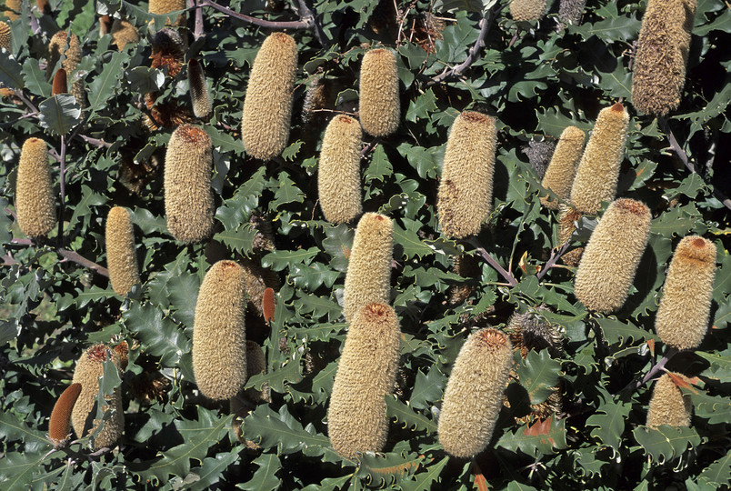 Banksia solandri