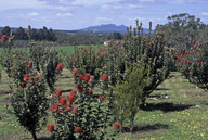 Banksia coccinea