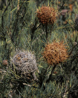 Banksia sphaerocarpa