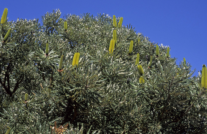 Banksia attenuata