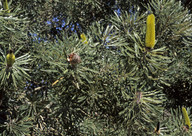 Banksia attenuata