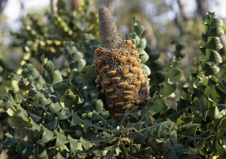 Banksia grandis