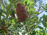 Banksia serrata