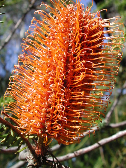 Banksia ericifolia