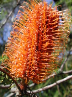 Banksia ericifolia