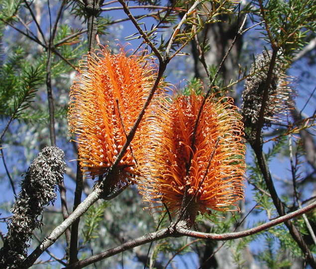 Banksia ericifolia