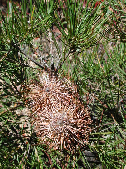 Banksia spinulosa