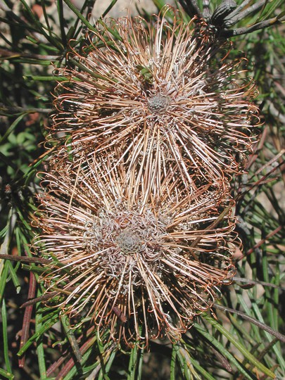 Banksia spinulosa