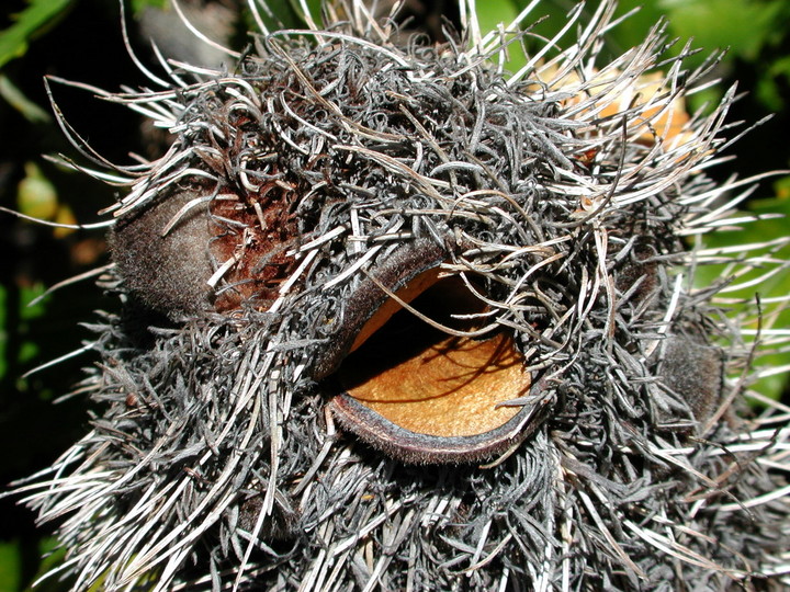 Banksia serrata