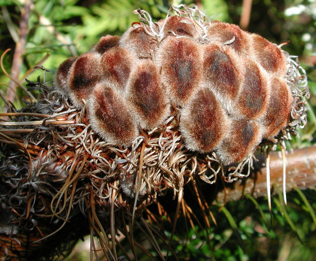 Banksia ericifolia