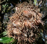 Banksia serrata