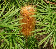 Banksia spinulosa var. collina