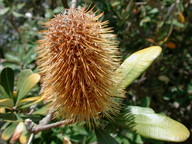 Banksia integrifolia