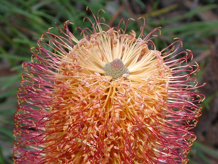 Banksia spinulosa