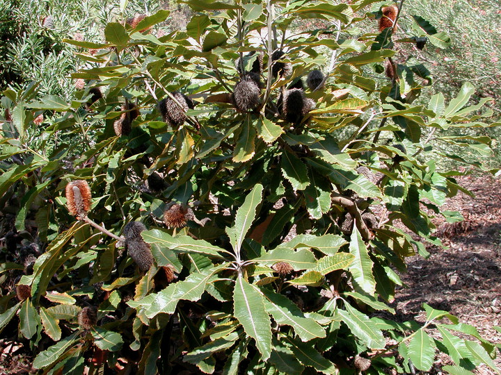 Banksia robur