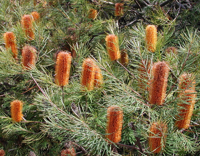 Banksia spinulosa var. collina