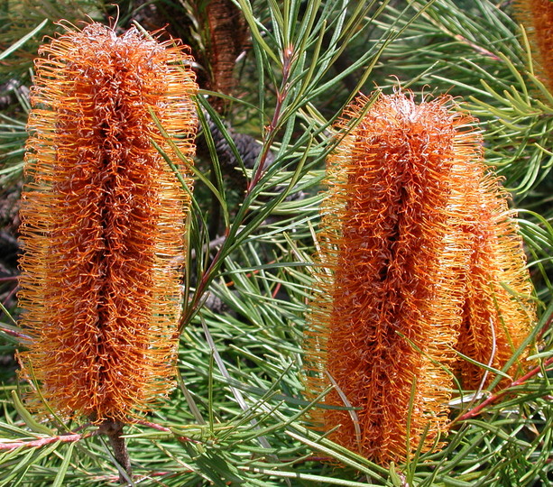 Banksia spinulosa var. collina