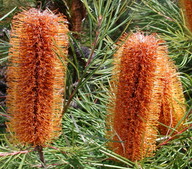 Banksia spinulosa var. collina