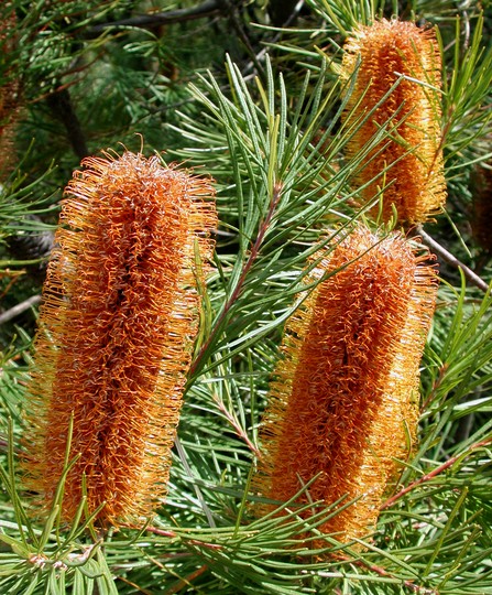 Banksia spinulosa var. collina