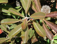 Banksia oblongifolia