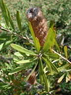 Banksia oblongifolia