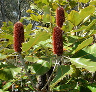 Banksia robur