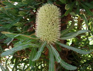 Banksia aemula