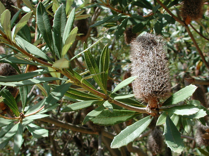 Banksia conferta var. penicillata