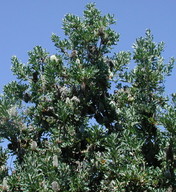 Banksia serrata