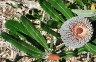 Banksia serrata