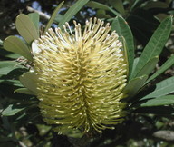 Banksia integrifolia