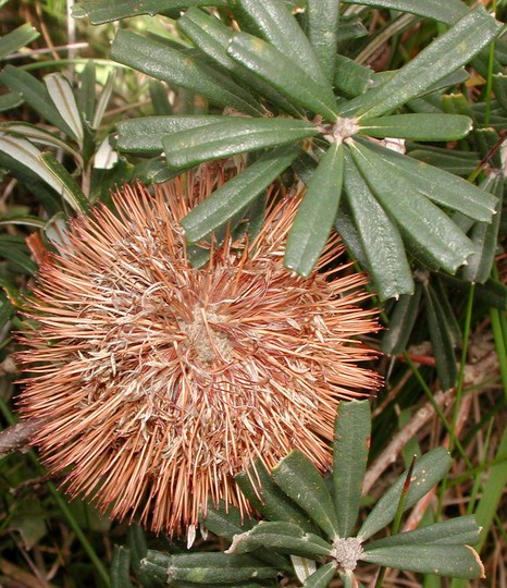 Banksia marginata