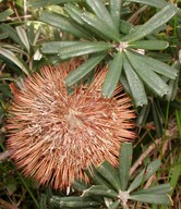 Banksia marginata