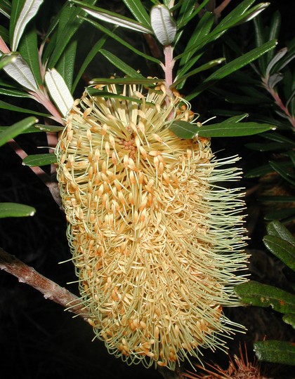 Banksia marginata