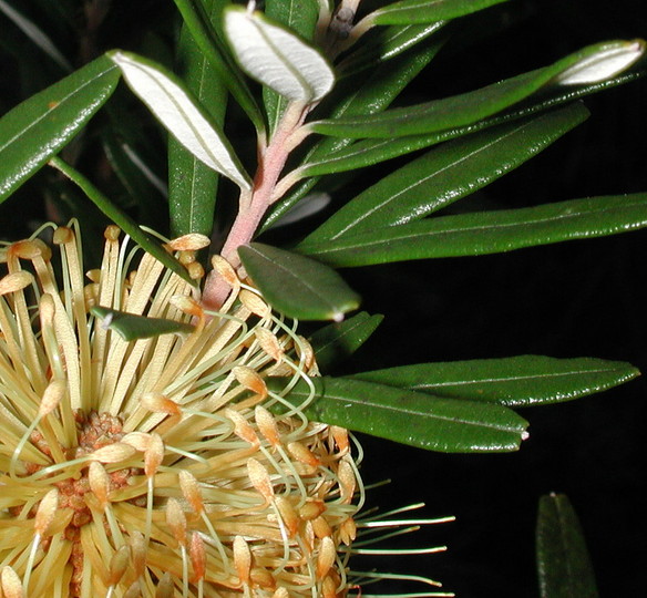 Banksia marginata