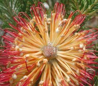 Banksia ericifolia