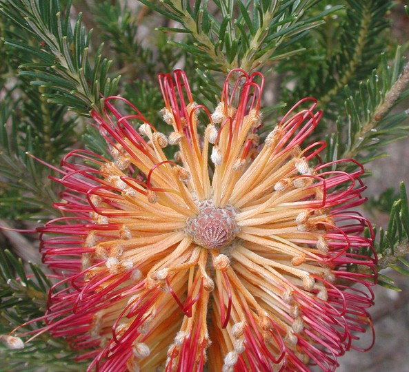 Banksia ericifolia