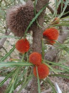 Banksia laevigata ssp. fuscolutea