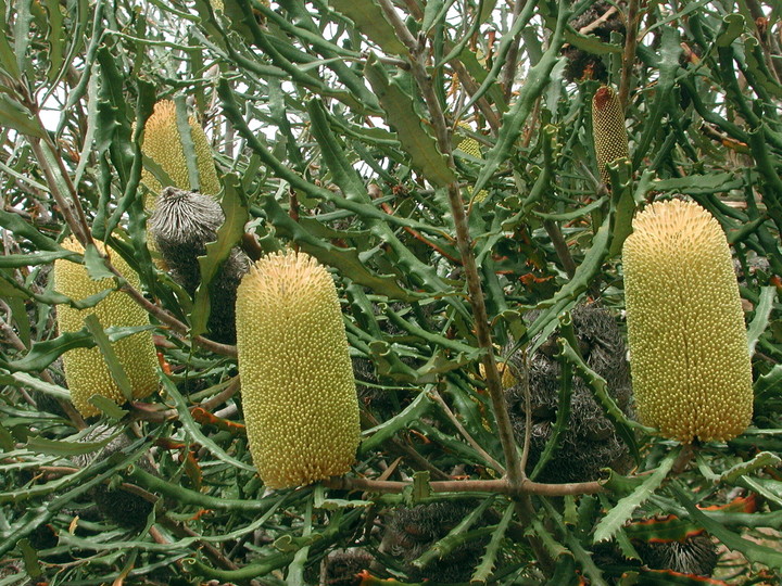 Banksia pilostylis