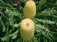 Banksia pilostylis