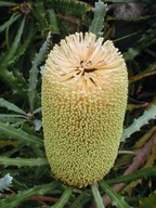 Banksia pilostylis