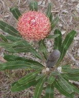 Banksia menziesii