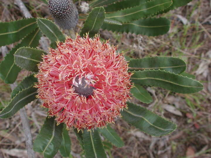 Banksia menziesii