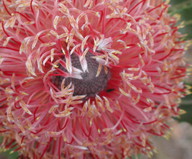 Banksia menziesii