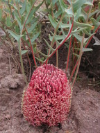 Banksia blechnifolia