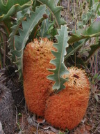 Banksia gardneri