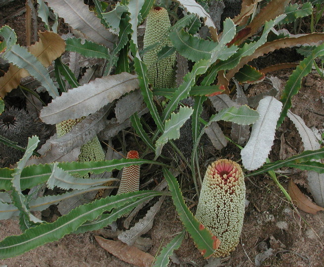 Banksia petiolaris